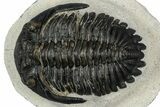 Detailed Hollardops Trilobite - Ofaten, Morocco #347776-1
